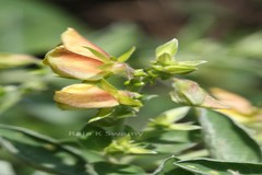 Crotalaria madurensis